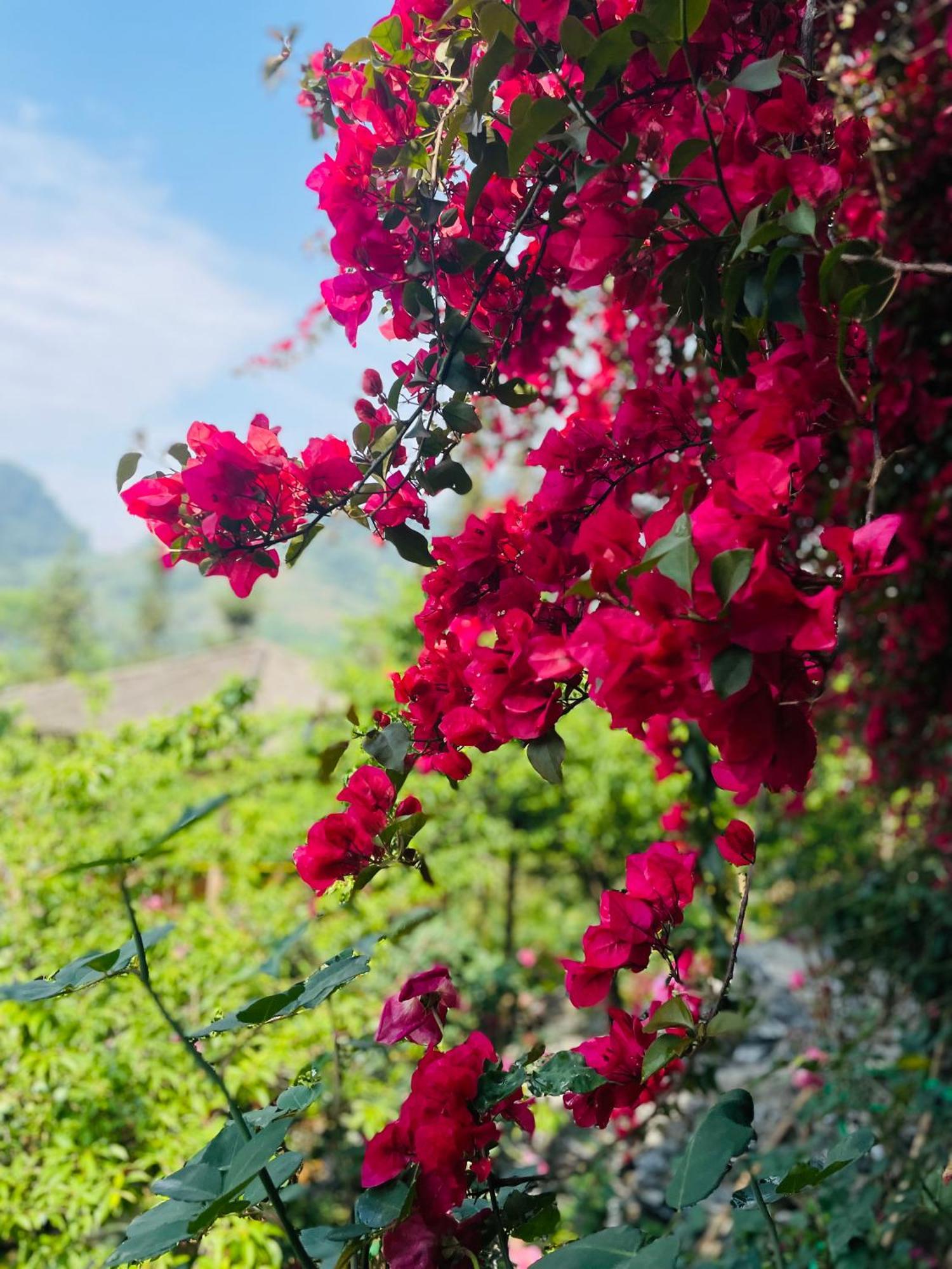 So H'Mong Homestay Bac Ha  Ngoại thất bức ảnh